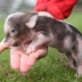 Baby piglet