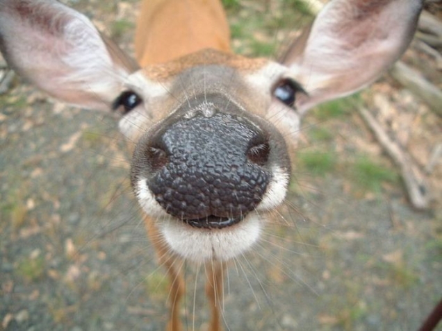 Deer close-up