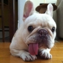 Derpy french bulldog