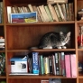 Bookshelf cat