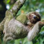 Costa rica adventures tours