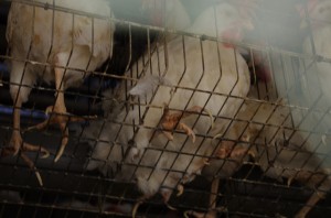 Long claws on battery caged chickens