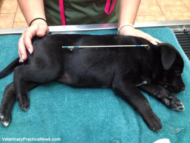 Puppy with fishing pole that was removed from its stomach