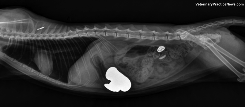 Coins in x-ray