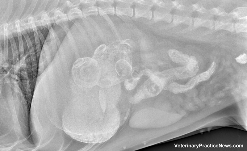 Teddy bear in X-ray