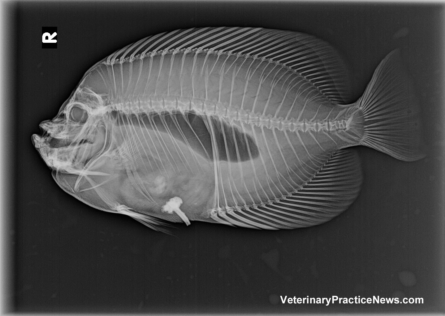 X-ray of Scribbled Angelfish