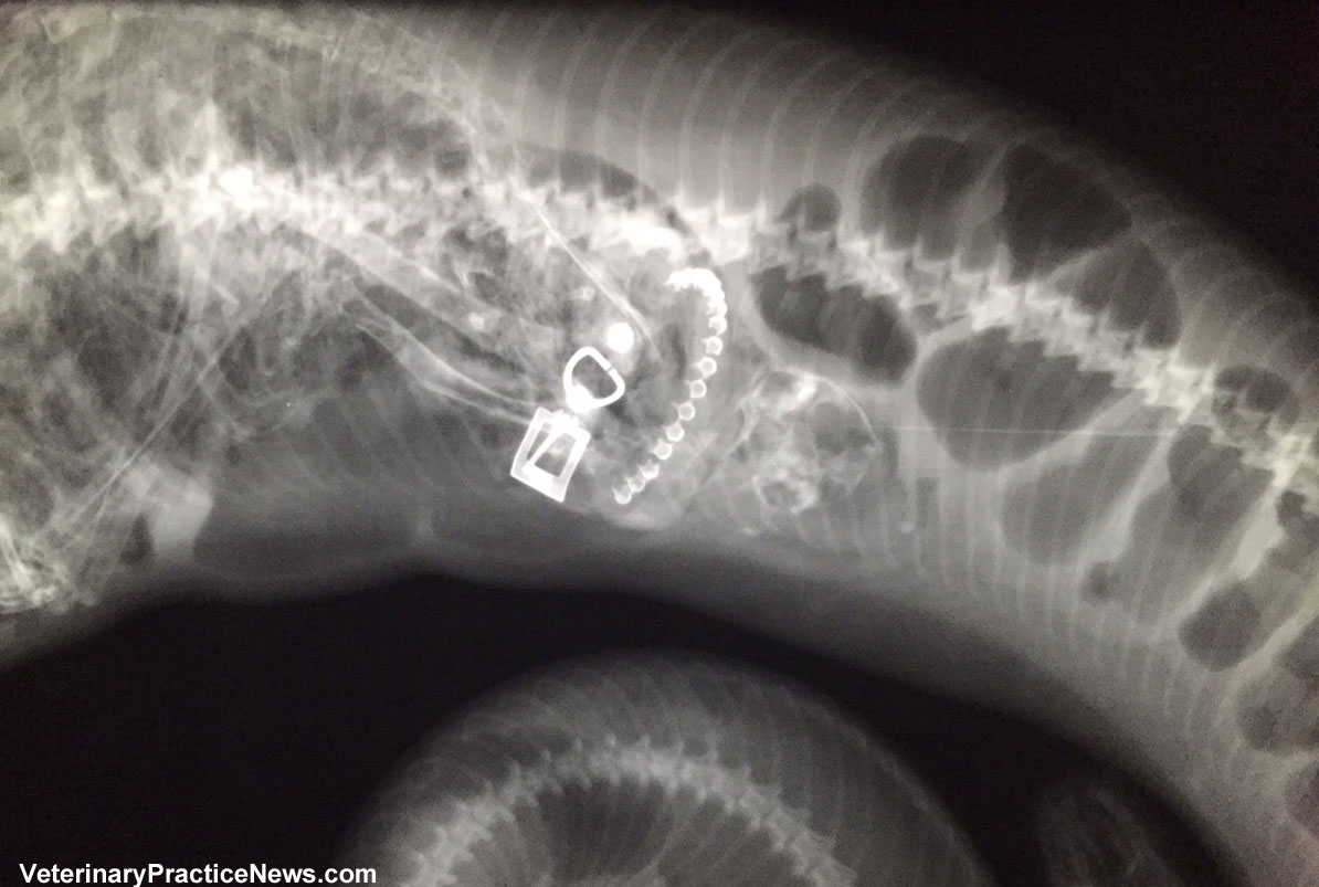 Cat inside snake x-ray