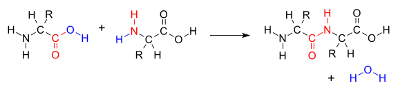 Figure 5: The joining of two amino acids (red) with a molecule of water expelled (blue).