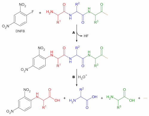 Figure 8: F. Sanger's method of analyzing peptide end-groups. It begins with using his reagent, DNFB, to react with the N-terminal amino acid. The amino acid then remains bound to the DNFB (A). Through hydrolysis (B) he could then identify the amino acid using chromatography.