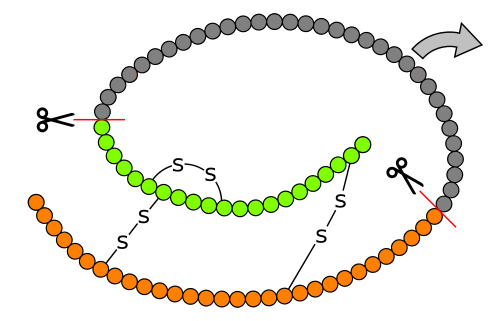 Figure 11: Structure of proinsulin showing C-peptide and the A and B chains of insulin.