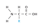 Figure 1: The general structure of an amino acid.