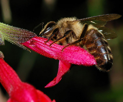 German black bee