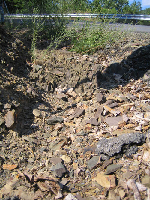 Shale Debris With Fossils