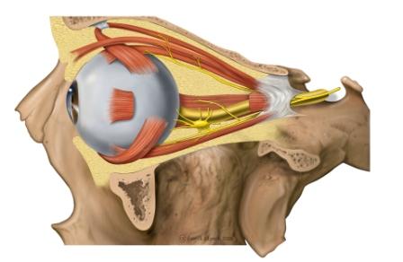 Lateral orbit anatomy