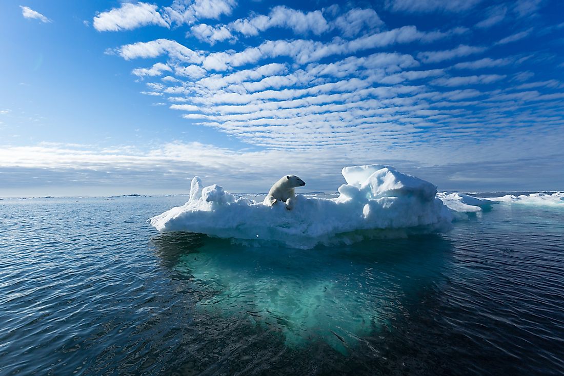 The world's rapidly melting glaciers has disastrous consequences on the animals that rely on them for survival. 