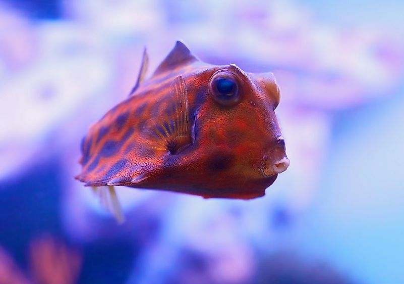 A Humpback Turretfish.