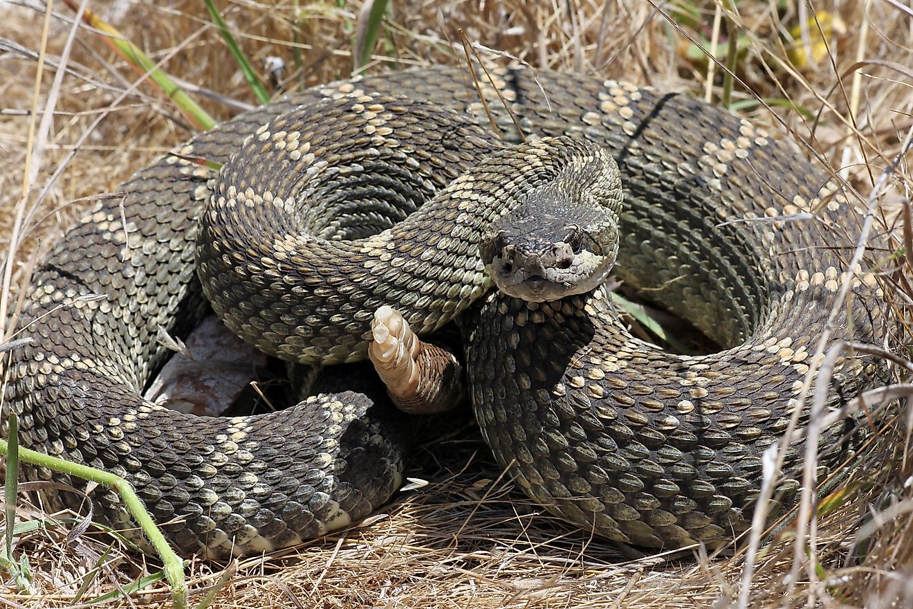 Northern Pacific rattlesnake (Crotalus oreganus)