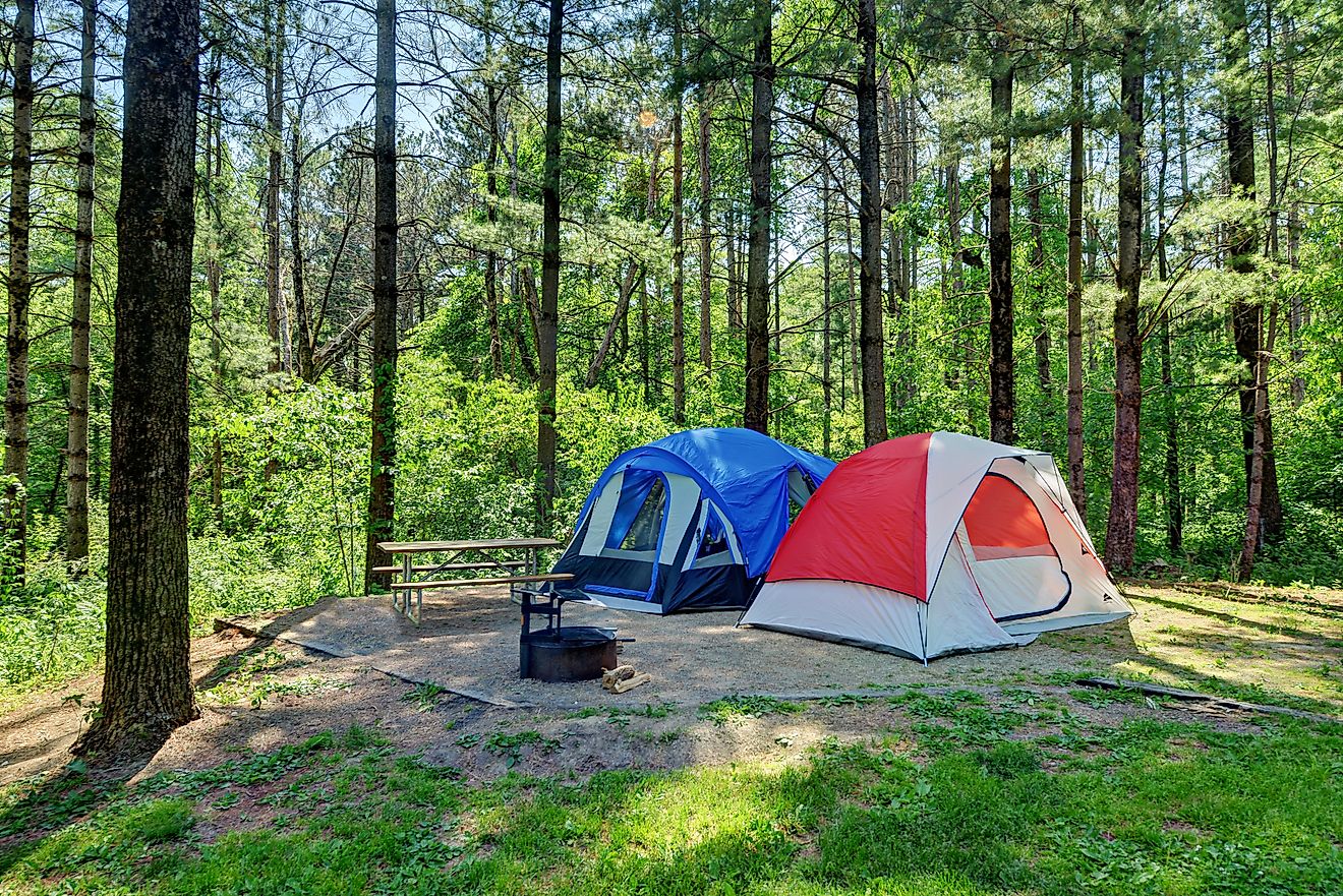 People camping along the white pines in Maquoketa Caves State Park in Iowa.