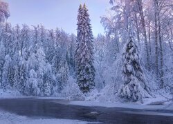 Ośnieżone drzewa nad rzeką zimą