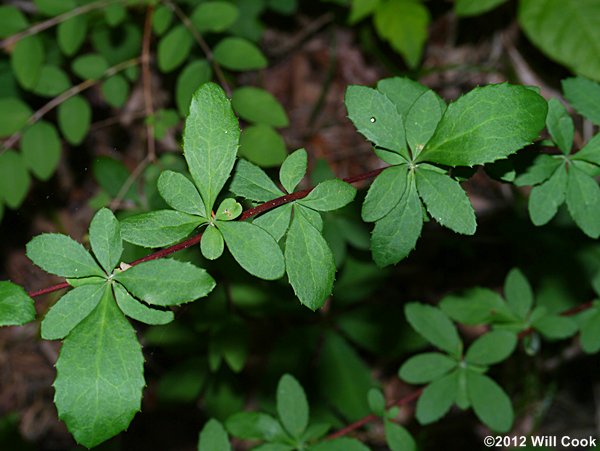 American Barberry (Berberis canadensis) leaves