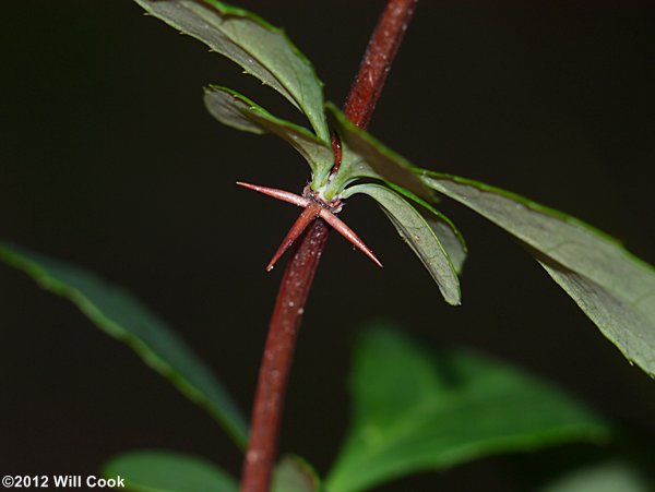 American Barberry (Berberis canadensis) leaves