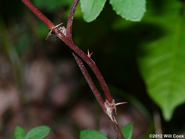 American Barberry (Berberis canadensis) leaves