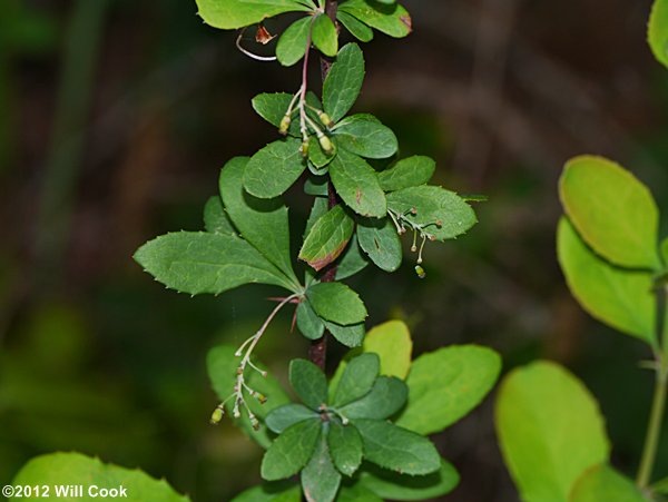 American Barberry (Berberis canadensis) fruits