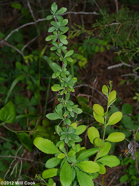 American Barberry (Berberis canadensis)