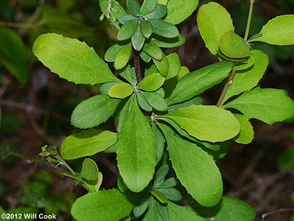 American Barberry (Berberis canadensis) leaves