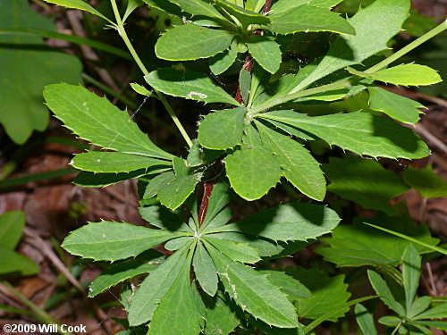 American Barberry (Berberis canadensis) leaves