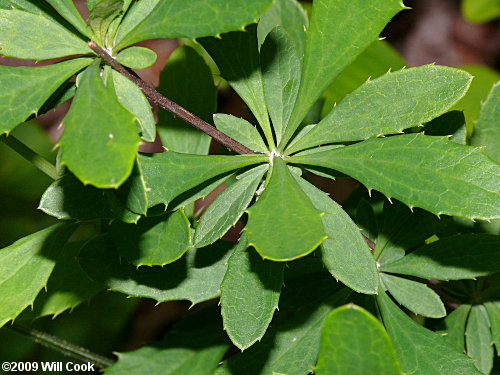 American Barberry (Berberis canadensis) leaves