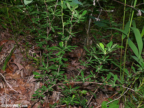 American Barberry (Berberis canadensis) shrub