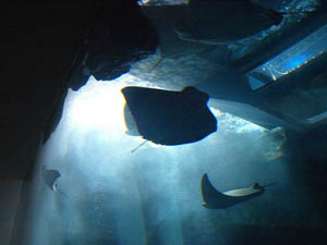 Dubai_Aquarium_01