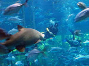 Dubai_Aquarium_02