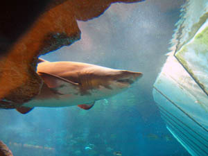 Dubai_Aquarium_03