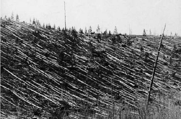 Effects of the Tunguska blast 19 years after the event. Some of the trees flattened by the airburst can still be seen to this day. Image: Leonid Kulik 