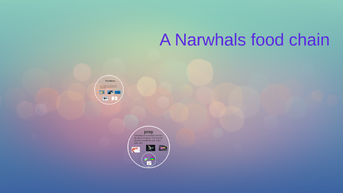 Narwhal Food Chain