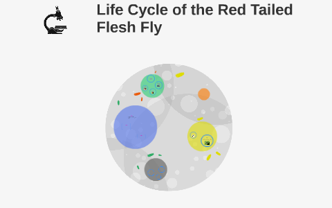 Life Cycle of the Red Tailed Flesh Fly by jeremy Wright on Prezi