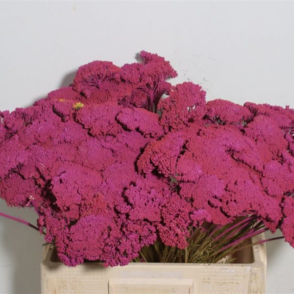 Achillea