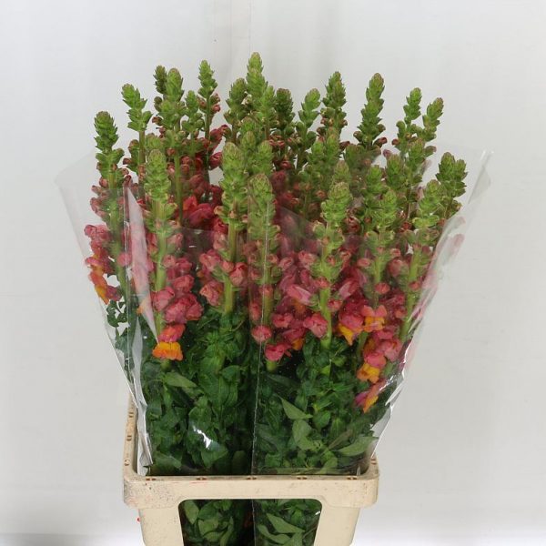 Antirrhinum