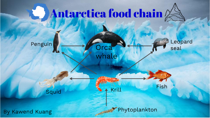 Antarctic Food Web