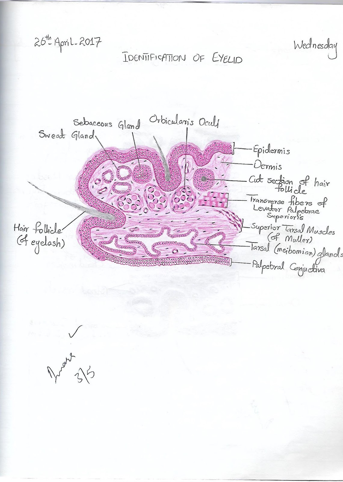 2nd Year Histology Diagrams