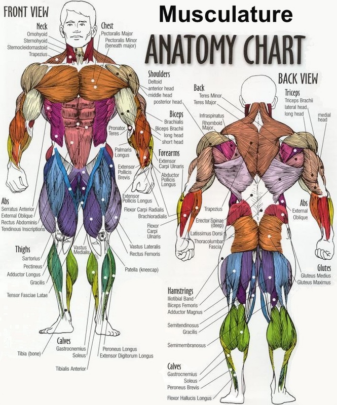 Anatomical Charts Of The Human Body