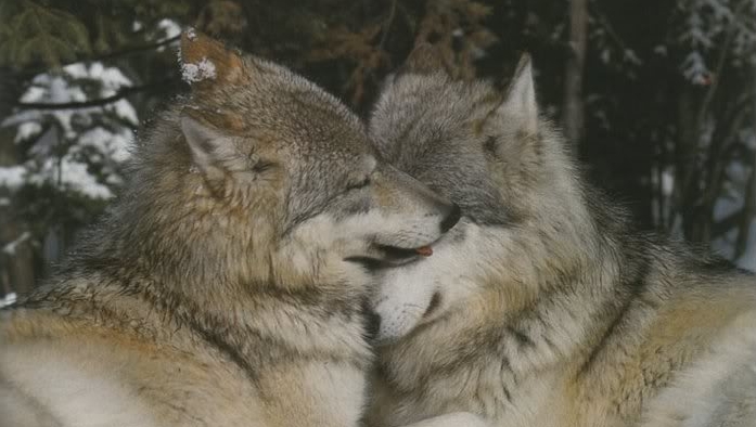 White Wolf : 15 Animal Couples That Prove True Love Exists In The ...