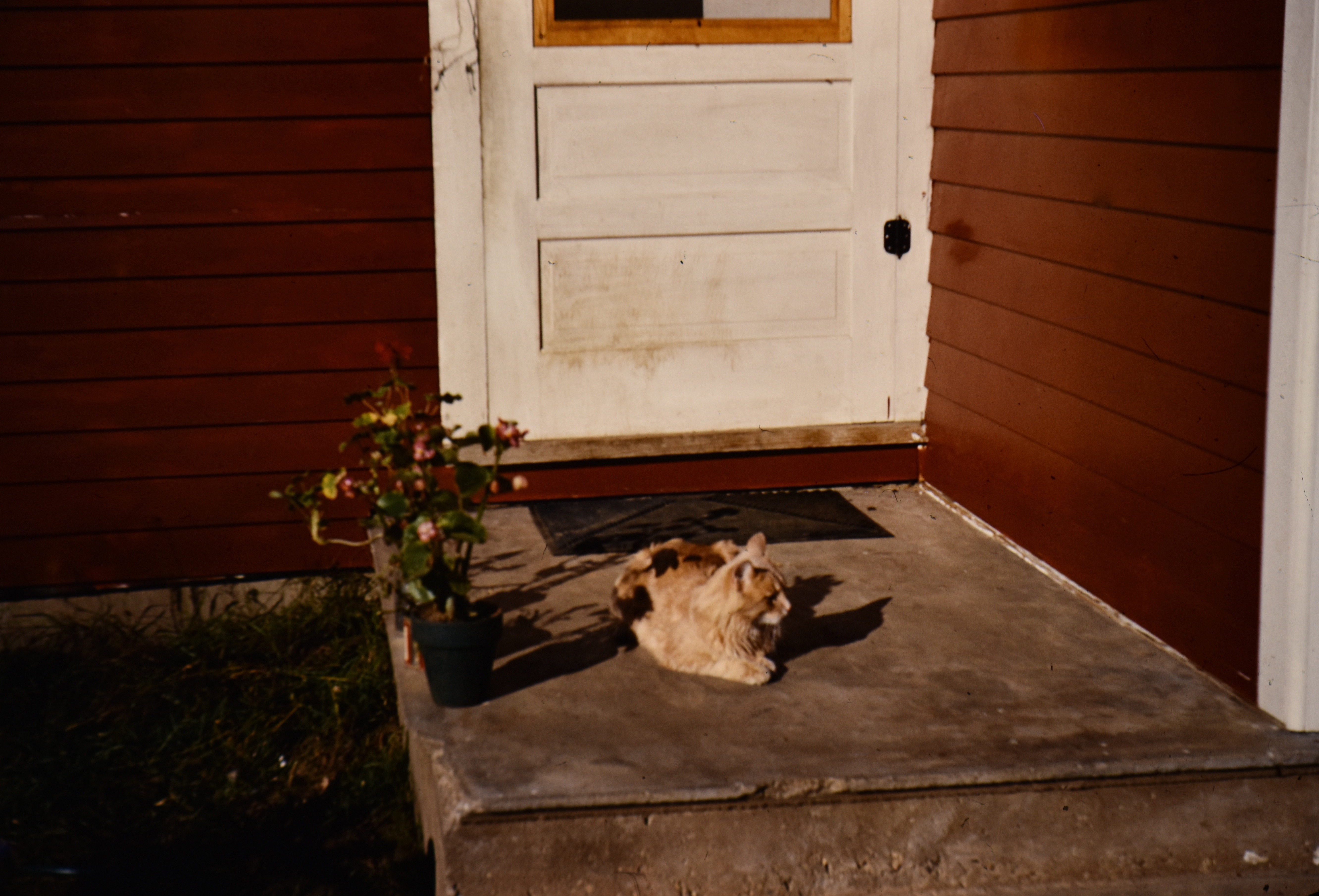 Pieces of Wild Rose, WI Area Genealogy and My Own: Taffy on the Steps ...