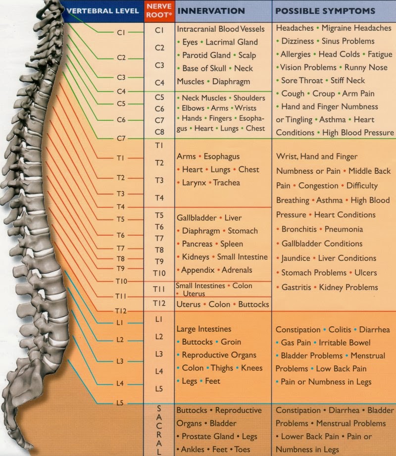 Spine Chart With Nerves