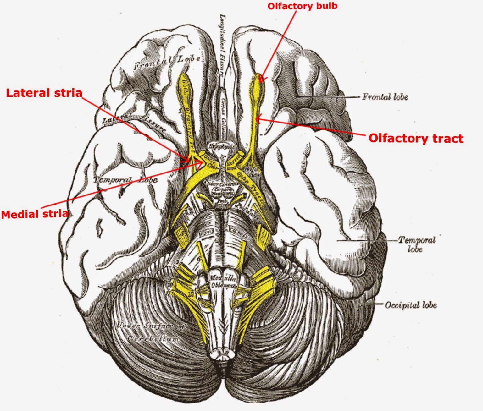 Cranial Nerves Diagram Labeled