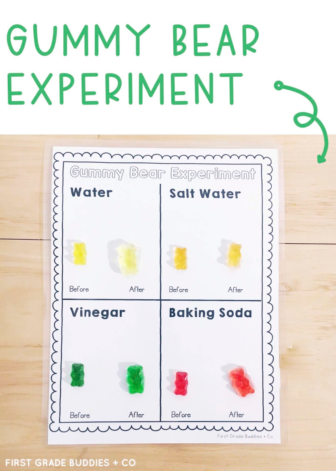 Simple Science: Gummy Bear Experiment | First Grade Buddies