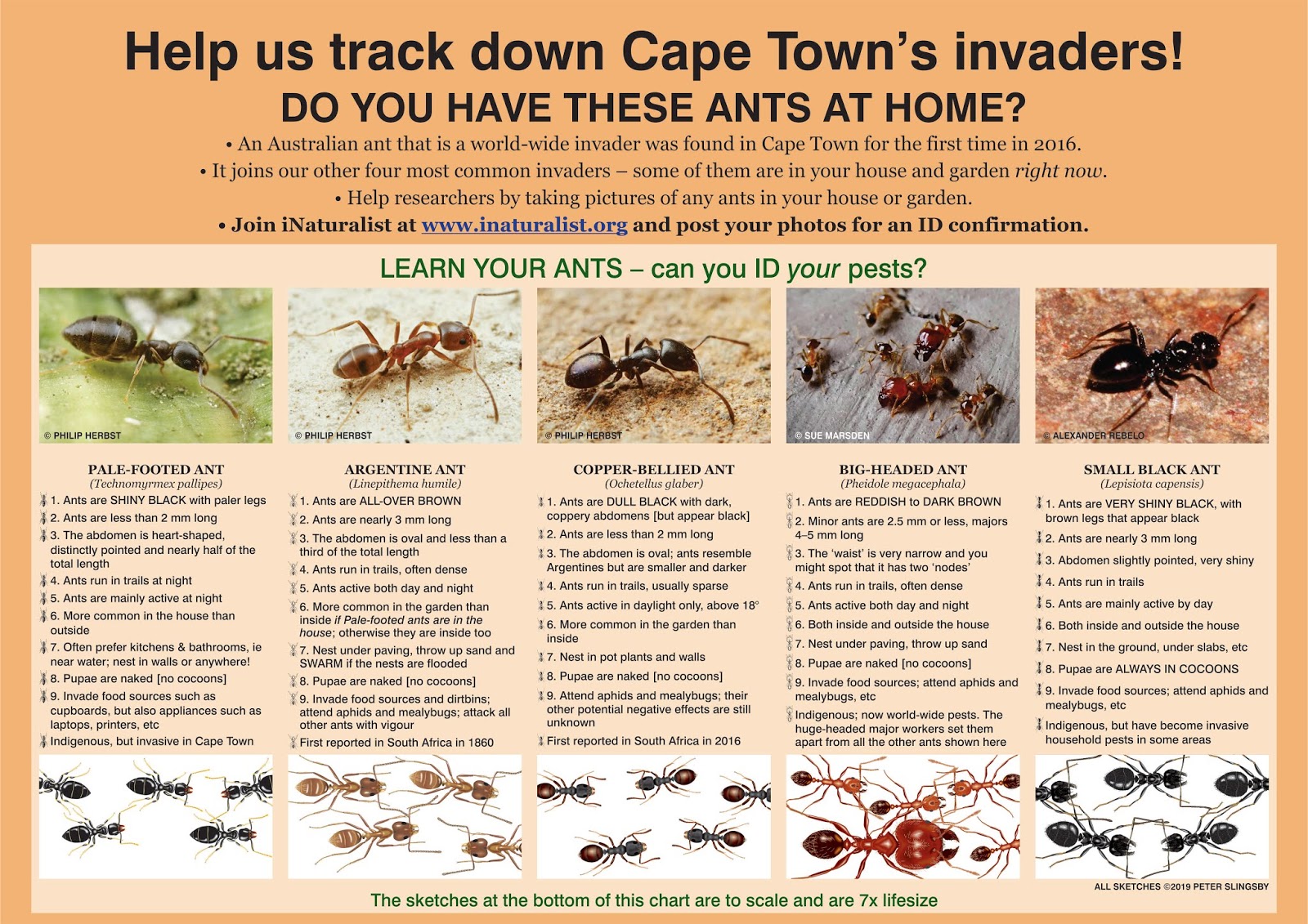 Ants of Cape Town: Download this printable chart of the most common ...