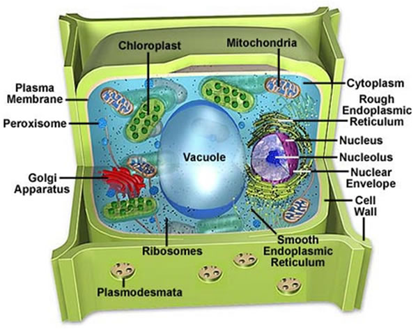 Function Of Plant Cell Central Vacuole / Cell Structure and Function ...